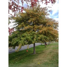 Quercus palustris Quercus palustris